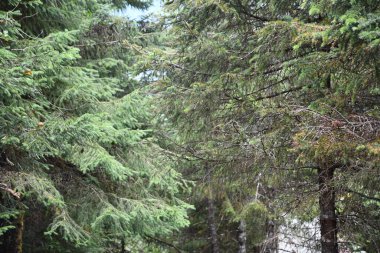 Nugget Şelalesi 'ndeki patika Juneau, Alaska' daki Mendenhall Buzul Ulusal Parkı.