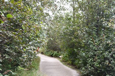 Nugget Şelalesi 'ndeki patika Juneau, Alaska' daki Mendenhall Buzul Ulusal Parkı.