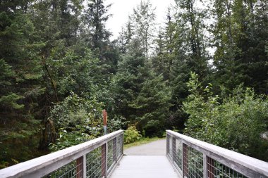 Nugget Şelalesi 'ndeki patika Juneau, Alaska' daki Mendenhall Buzul Ulusal Parkı.