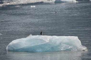 Alaska 'daki Endicott Arm' daki Dawes Buzulu 'ndan buzul.