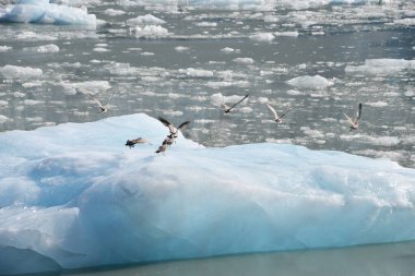 Alaska 'daki Endicott Arm' daki Dawes Buzulu 'ndan buzul.
