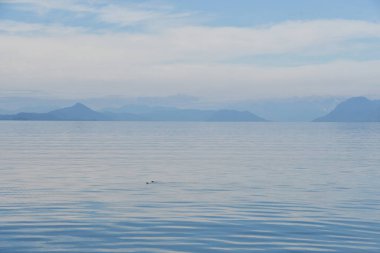 Endicott Arm manzarası, Juneau yakınlarında, Alaska 'da.