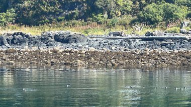 Birds in the Endicott Arm, near Juneau, in Alaska USA clipart