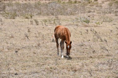 South Point 'teki (Ka Lae) atlar Hawaii' deki Büyük Ada 'daki Naalehu' da.