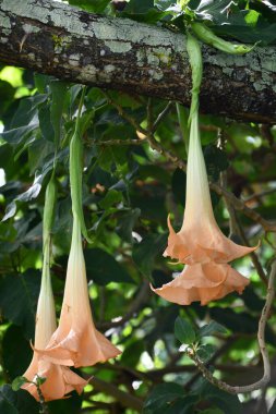 Brugmansia Boyalı Bayan Melekler Trompet Çiçekleri