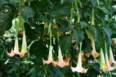 Brugmansia Boyalı Bayan Melekler Trompet Çiçekleri