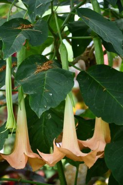 Brugmansia Boyalı Bayan Melekler Trompet Çiçekleri