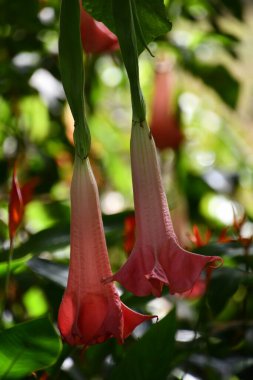 Brugmansia Boyalı Bayan Melekler Trompet Çiçekleri