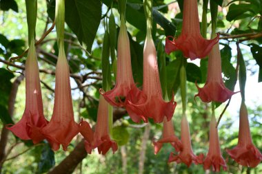 Brugmansia Boyalı Bayan Melekler Trompet Çiçekleri