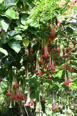 Brugmansia Boyalı Bayan Melekler Trompet Çiçekleri