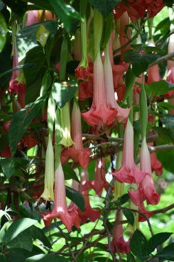 Brugmansia Boyalı Bayan Melekler Trompet Çiçekleri