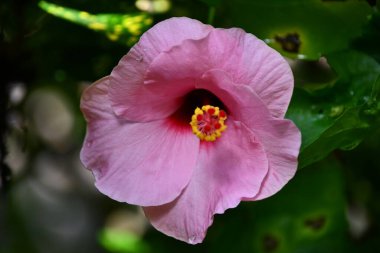 Renkli bir Hibiscus Çiçeği