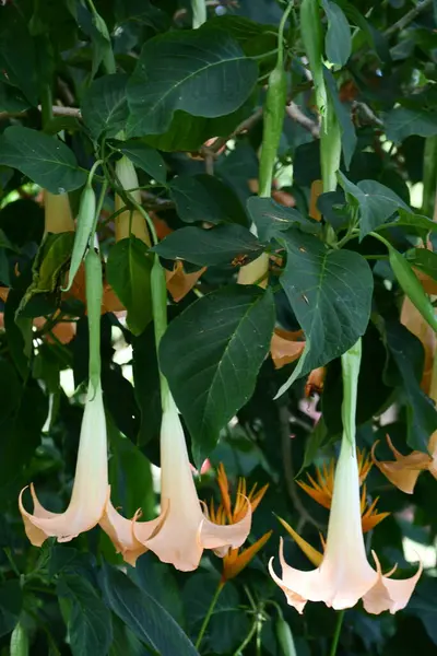 Brugmansia Boyalı Bayan Melekler Trompet Çiçekleri