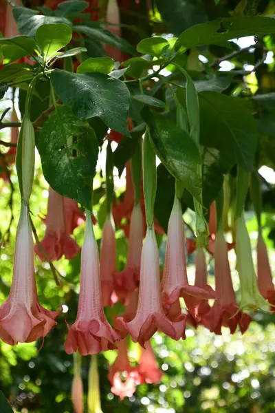 Brugmansia Boyalı Bayan Melekler Trompet Çiçekleri