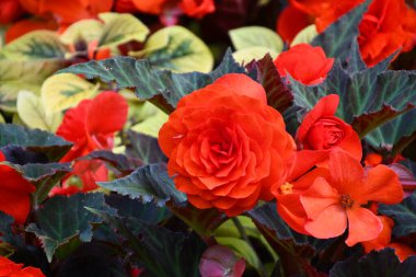 Bahçedeki begonya çiçekleri