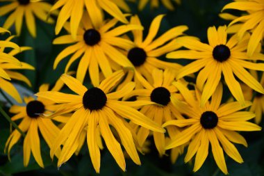 siyah gözlü susan çiçek