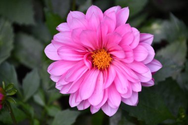 Bahçedeki Güzel Dahlia Çiçekleri