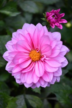 Bahçedeki Güzel Dahlia Çiçekleri