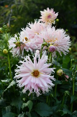 Bahçedeki Güzel Dahlia Çiçekleri