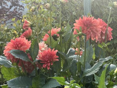 Bahçedeki Güzel Dahlia Çiçekleri