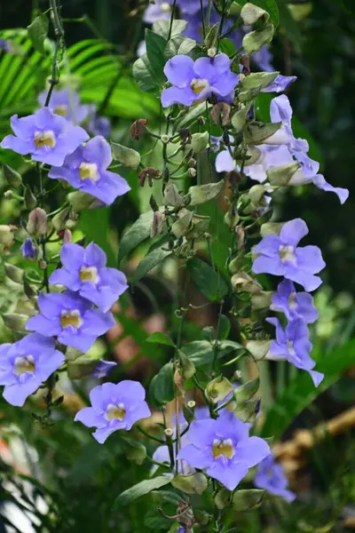 stock image Blue Sky Trumpet Vine Flower