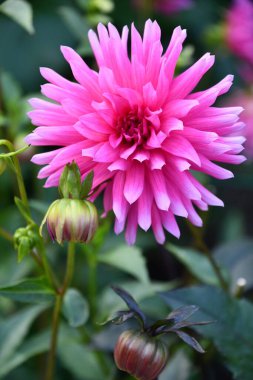 Bahçedeki Güzel Dahlia Çiçekleri