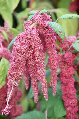 Foxtail Amaranth in a Garden clipart