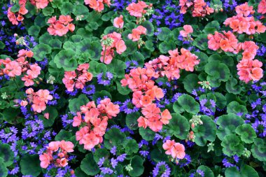 Sardunyalar ve Pansieler Bahçede