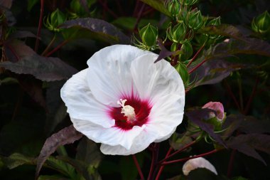 A Pretty Hibiscus Flower