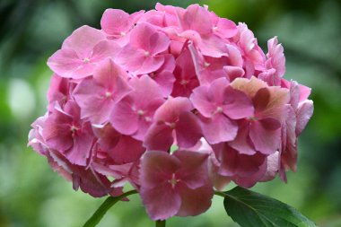 Baharda Güzel Ortanca Çiçekleri