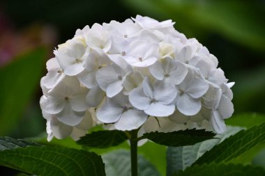 Baharda Güzel Ortanca Çiçekleri