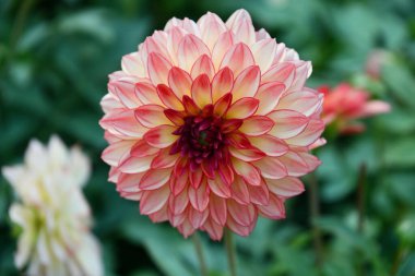 Leydi Darlene Dahlia Bahçedeki Çiçekler