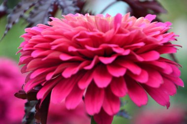 Pembe Sylvia Dahlia Bahçedeki Çiçekler