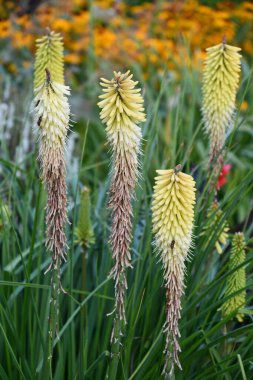 Red Hot Poker Kadını Çiçekleri