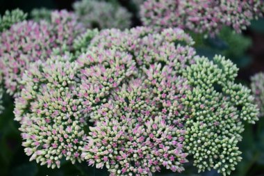 Bahçedeki Gösterişli Taş Rop