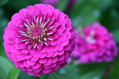 Zinnia Bahçedeki Çiçekler