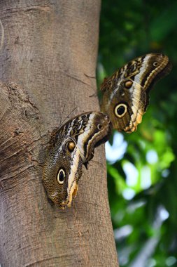 A Close-up Of A Butterfly