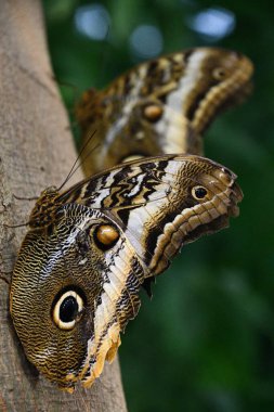 A Close-up Of A Butterfly