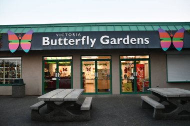 VICTORIA, BC, CANADA - 27 AUG: Victoria Butterfly Gardens, British Columbia, Kanada, 27 Ağustos 2023.