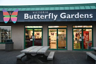 VICTORIA, BC, CANADA - 27 AUG: Victoria Butterfly Gardens, British Columbia, Kanada, 27 Ağustos 2023.