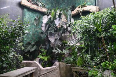 VICTORIA, BC, CANADA - 27 AUG: Victoria Butterfly Gardens, British Columbia, Kanada, 27 Ağustos 2023.