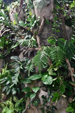 VICTORIA, BC, CANADA - 27 AUG: Victoria Butterfly Gardens, British Columbia, Kanada, 27 Ağustos 2023.