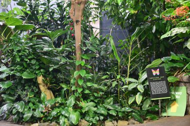 VICTORIA, BC, CANADA - 27 AUG: Victoria Butterfly Gardens, British Columbia, Kanada, 27 Ağustos 2023.