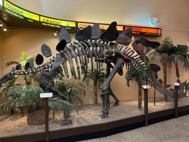 SPRINGFIELD MA - 3 Kasım 2024 'te Springfield Bilim Müzesi' nde görülen Dinozor Salonu.