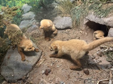 SPRINGFIELD MA - 3 Kasım 2024 'te Springfield Bilim Müzesi' nde görüldüğü gibi.