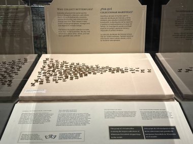 St. Paul, MN 'deki Minnesota Bilim Müzesi' nde Kelebek Odyssey 21 Nisan 2024 'te görüldü..