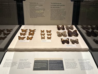 St. Paul, MN 'deki Minnesota Bilim Müzesi' nde Kelebek Odyssey 21 Nisan 2024 'te görüldü..