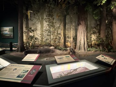 St. Paul, MN 'deki Minnesota Bilim Müzesi' ndeki dinozorlar ve Fosiller Galerisi, 21 Nisan 2024 'te görüldü..