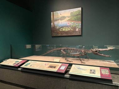 St. Paul, MN 'deki Minnesota Bilim Müzesi' ndeki dinozorlar ve Fosiller Galerisi, 21 Nisan 2024 'te görüldü..