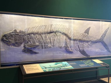 St. Paul, MN 'deki Minnesota Bilim Müzesi' ndeki dinozorlar ve Fosiller Galerisi, 21 Nisan 2024 'te görüldü..